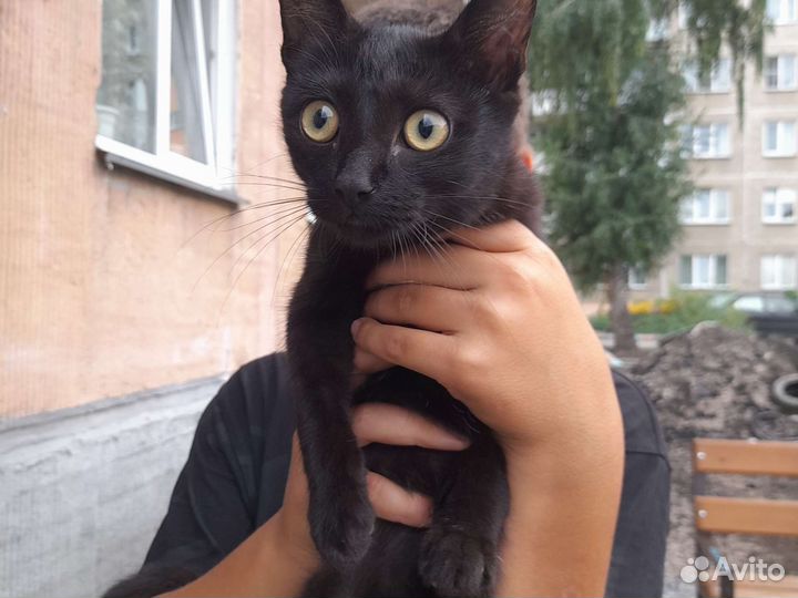 Кошка ищет добрые руки