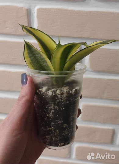 Сансевиерия Голден Ханни (детка)