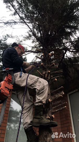 Спил и обрезка деревьев