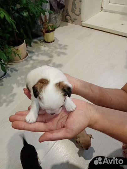 Щенки чихуахуа