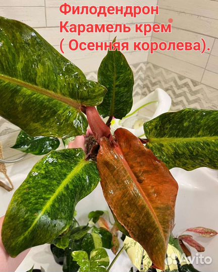 Филодендрон Карамель крем или Осенняя королева