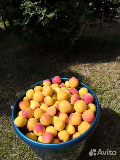 Абрикос домашний