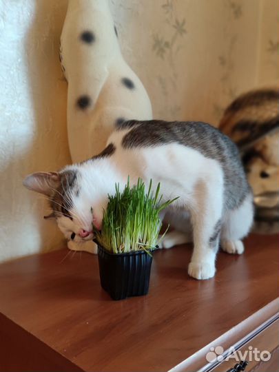 Котик бесплатно в добрые руки