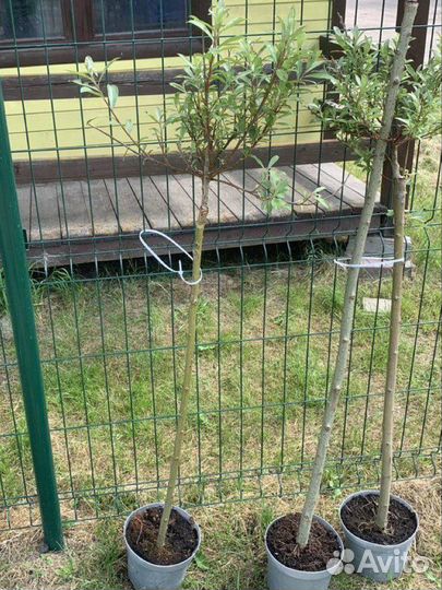 Ивы Маунт-Асо