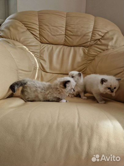 Котята рэгдолл миттед и колор поинт