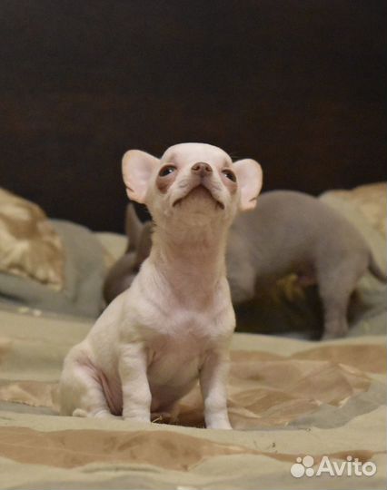 Чихуахуа мини девочка