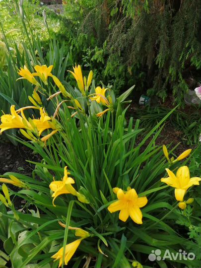 Многолетники