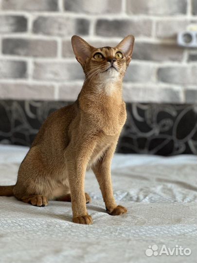 Абиссинские котята