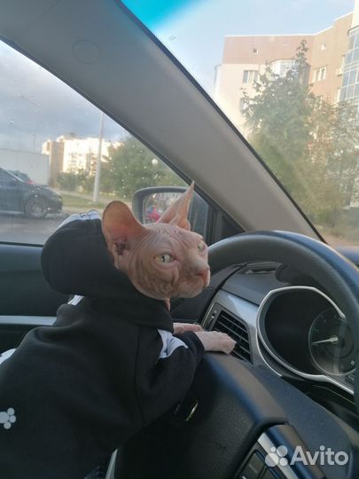 Донской сфинкс