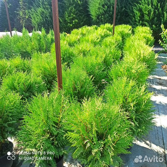 Саженцы хвойных и декоративных растений
