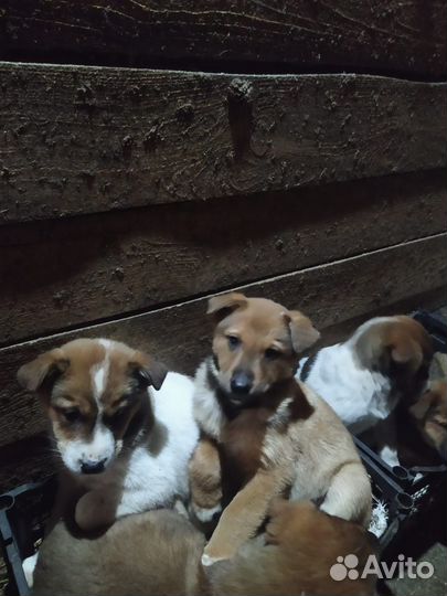 Собака в добрые руки щенок