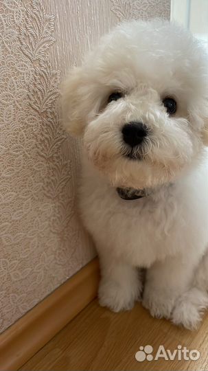 Щенки бишон фризе
