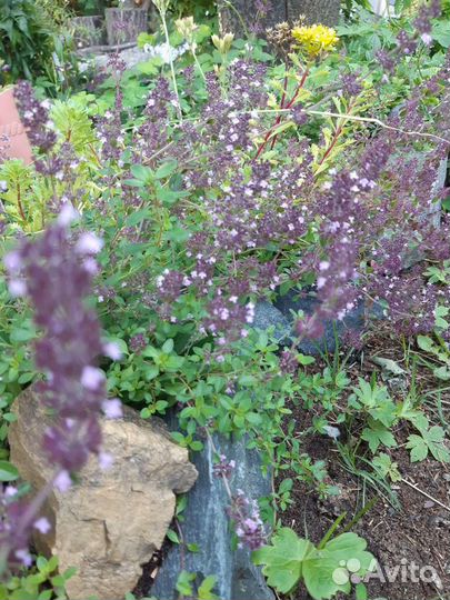 Чабрец- Тимьян