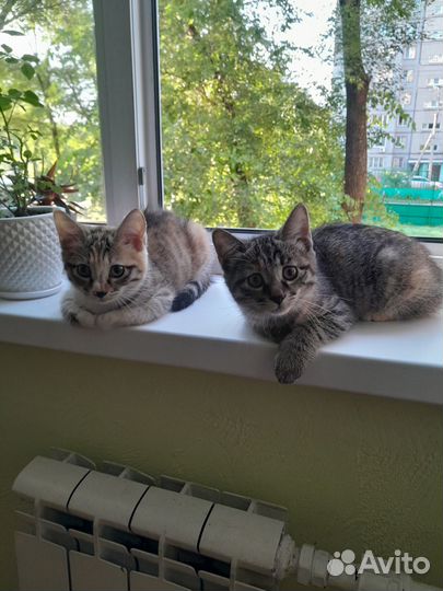Котенок