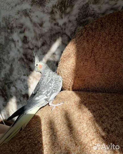 Корелла самка