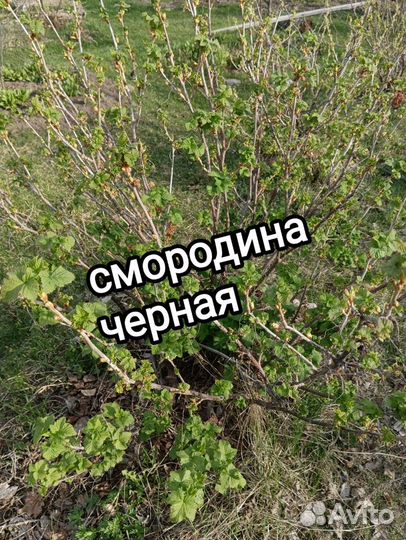 Саженцы разные