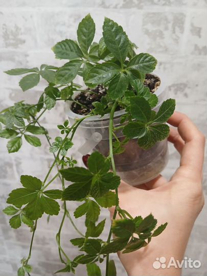 Циссус Стриата