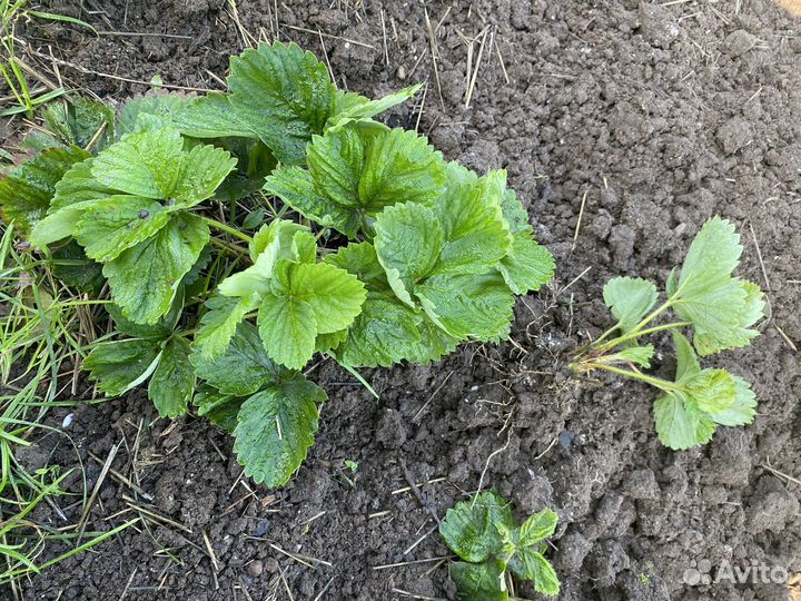 Усы клубники