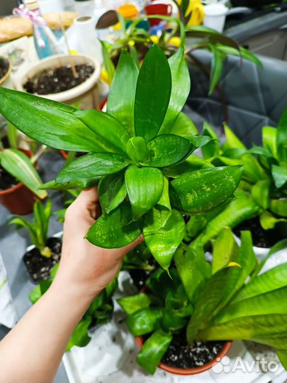 Сансевиерия