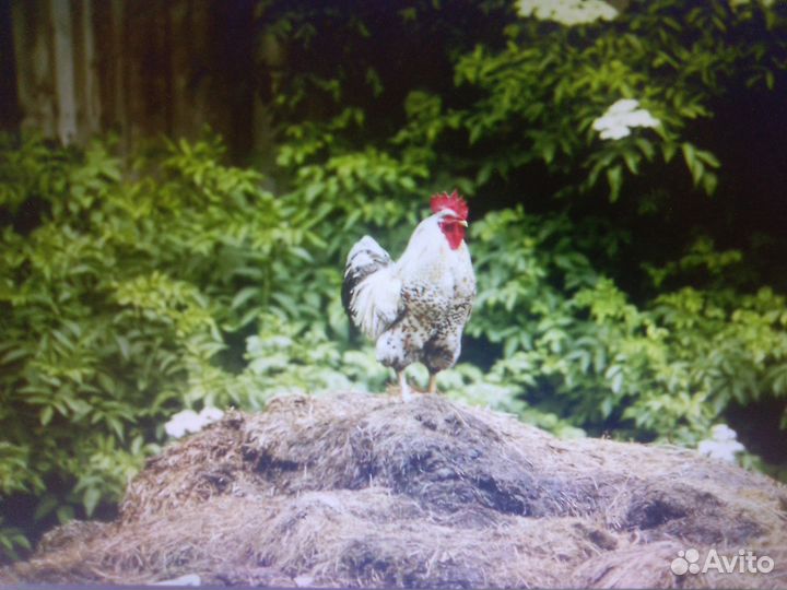 Продам навоз