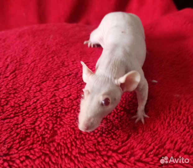 Крыса дамбо сфинкс