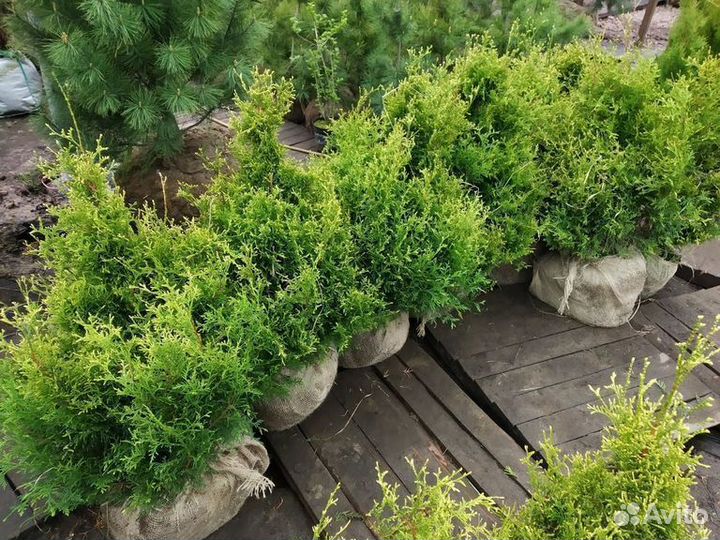 Туя Столвик