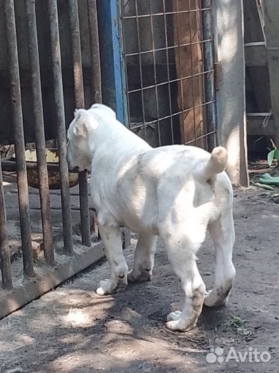 Среднеазиатская овчарка