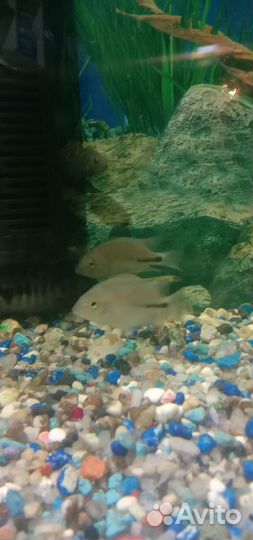 Рыбки цихлиды,вьехи