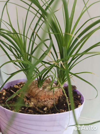 Бокарнея нолина