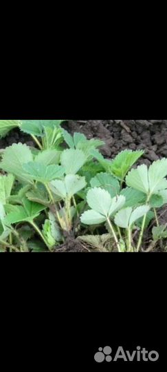 Рассада клубники