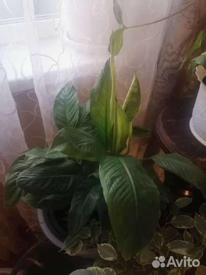 Продам цветы комнатные