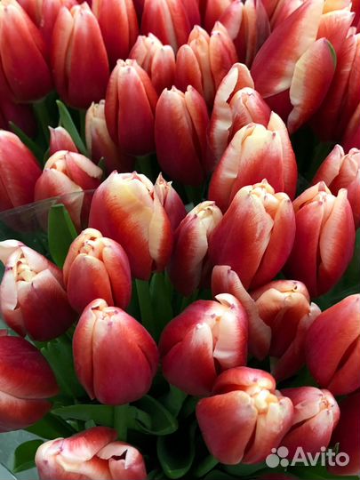 Букет тюльпанов на 8 марта