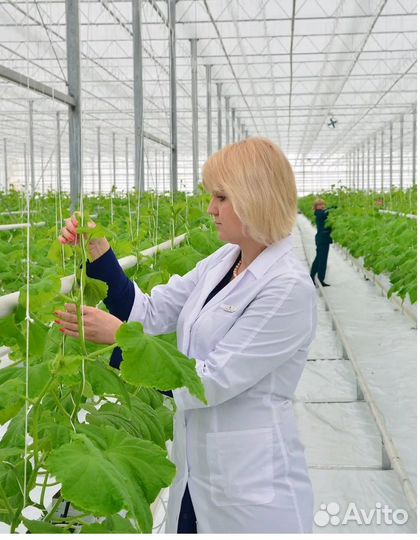 Разнорабочие в теплицу/Вахта/Проживание/Питание