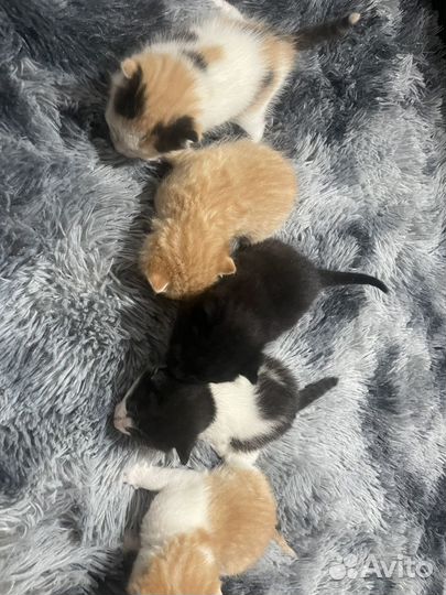 Котята в добрые руки даром