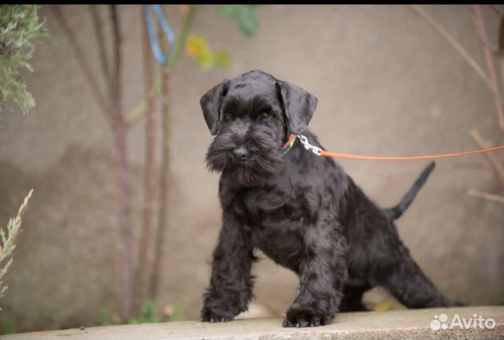 Цвергшнауцер