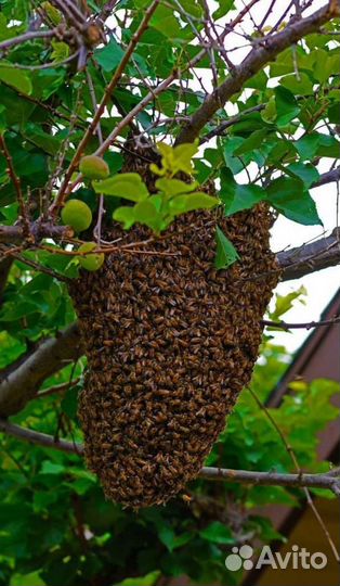 Сниму рой пчёл