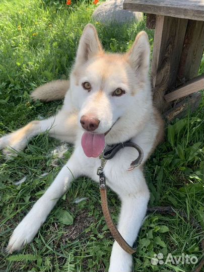 Сибирский хаски