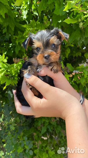 Собаки щенки йоркширский терьер