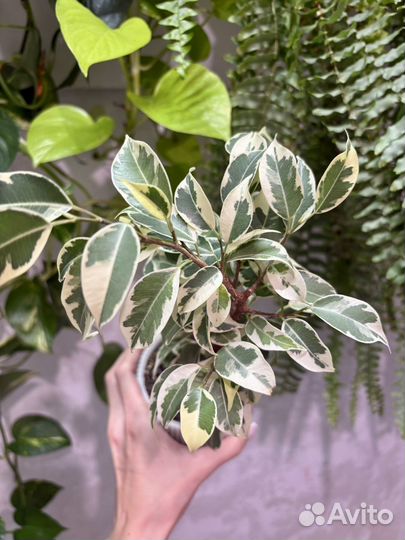 Фикус керли, лакия