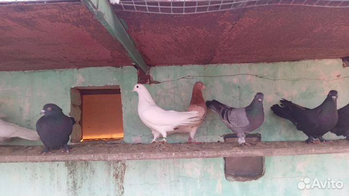 Голуби широкохвостые