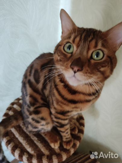 Бенгальская