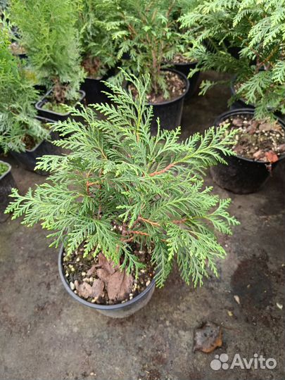 Туя вудварди шаровидная