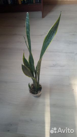 Комнатные цветы