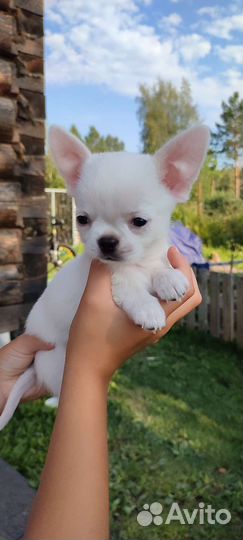 Щенки чихуахуа мини