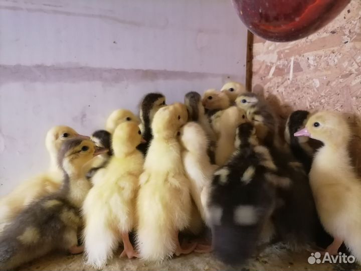 Утята индоутки