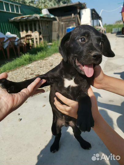 Собаки бесплатно в добрые руки щенки