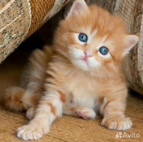 Рыжики сибиряки Котята