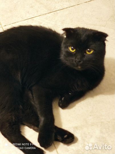 Кошка