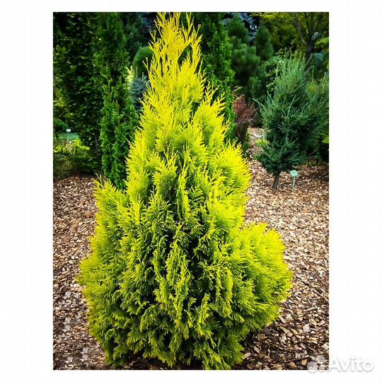 Пирамидальная туя