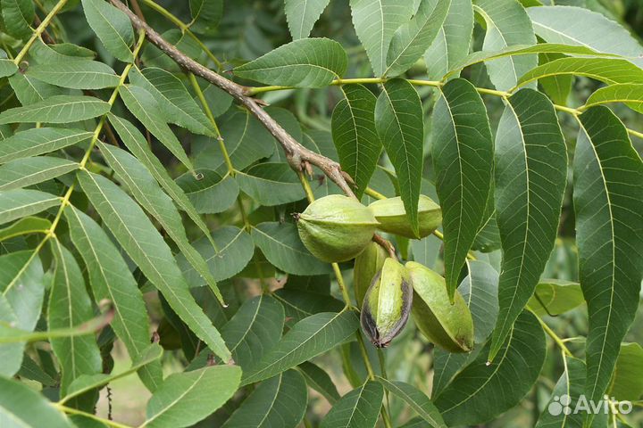 Орех Пекан (семена)